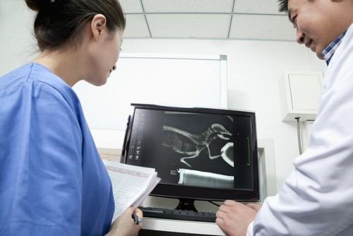 Digital Radiographs