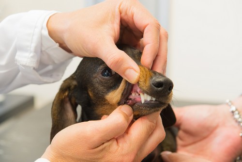 Dental Cleaning