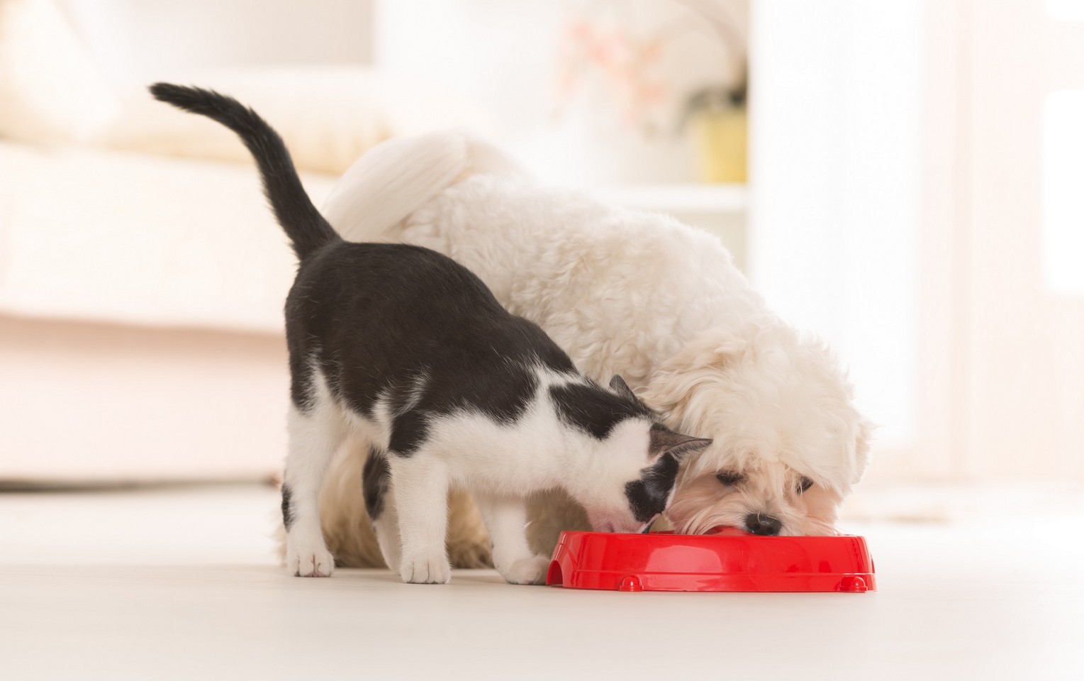 Nutrition & Feeding Guidelines