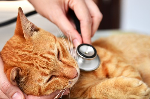 veterinary services  Salem, OR